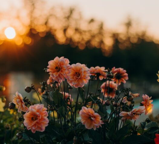 Rosa blommor i solnedgången mot en suddig bakgrund av träd.