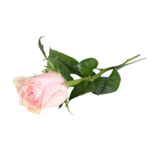 En ljusrosa ros med gröna blad ligger på sidan.